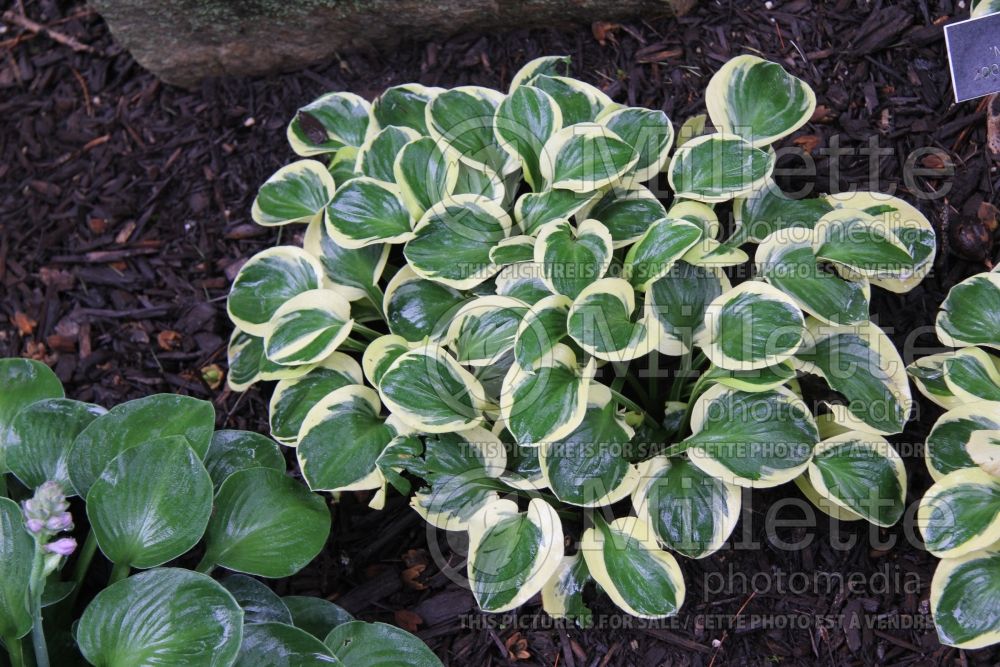 Hosta Mighty Mouse (Hosta funkia august lily) 7 