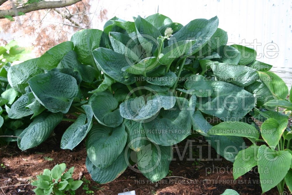 Hosta Millennium (Hosta funkia august lily) 1 