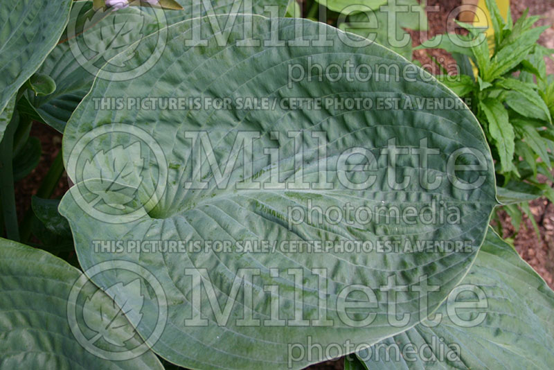 Hosta Millennium (Hosta funkia august lily) 2 