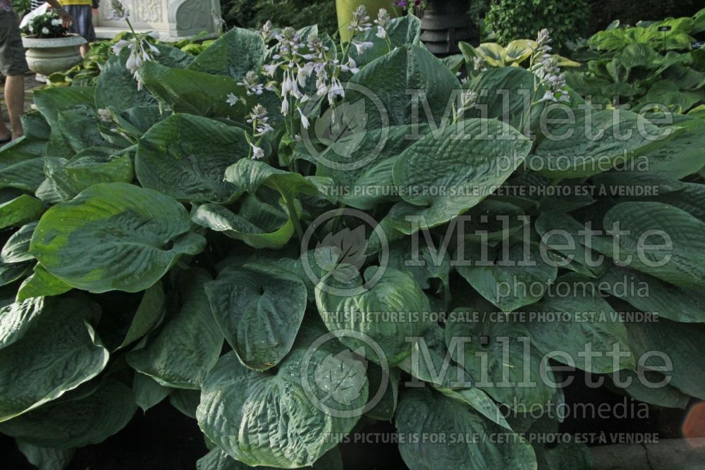 Hosta Millennium (Hosta funkia august lily)  4