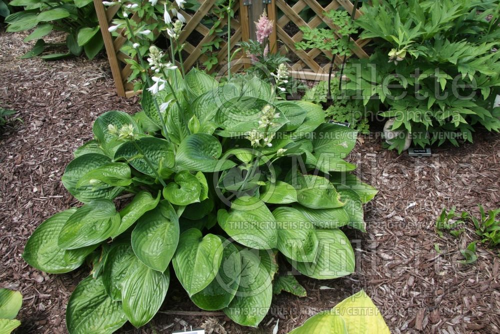 Hosta Ming Jade (Hosta funkia august lily) 1