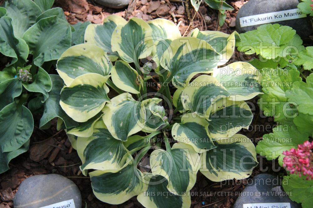 Hosta Mini Skirt (Hosta funkia august lily) 3 