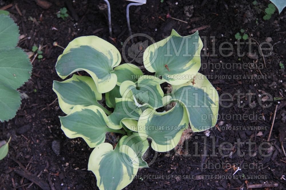 Hosta Mini Skirt (Hosta funkia august lily) 1 