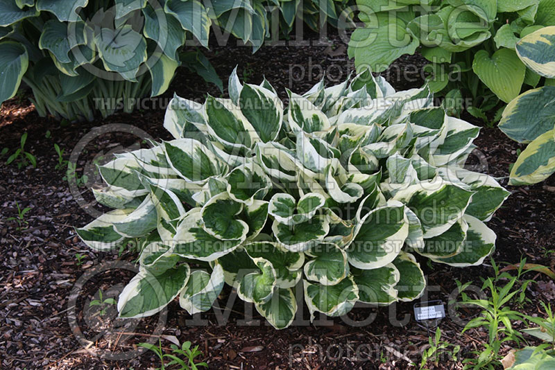 Hosta Minuteman (Hosta funkia august lily) 1