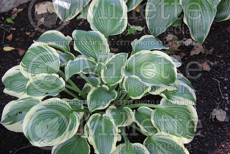 Hosta Miss Tokyo (Hosta funkia august lily) 1 