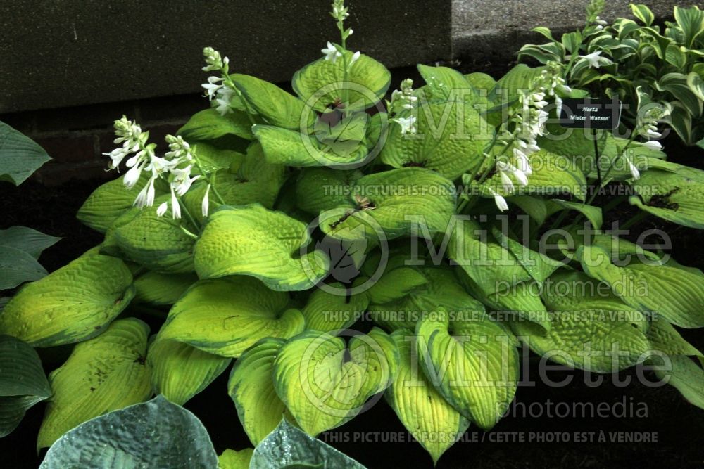 Hosta Mister Watson (Hosta funkia august lily) 1 