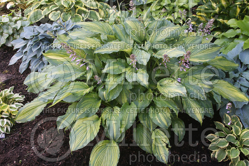 Hosta Misty Gold (Hosta funkia august lily) 1