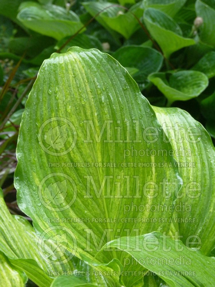 Hosta Misty Gold (Hosta funkia august lily) 2