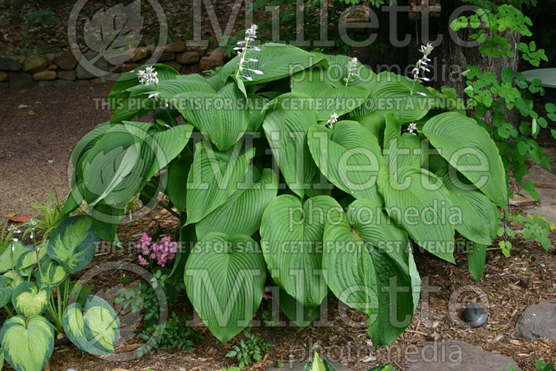 Hosta montana (Hosta funkia august lily) 1 