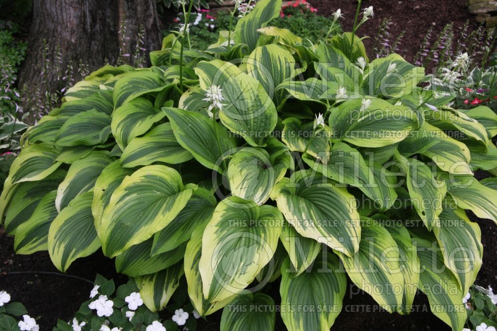 Hosta Aureomarginata (Hosta funkia august lily) 1