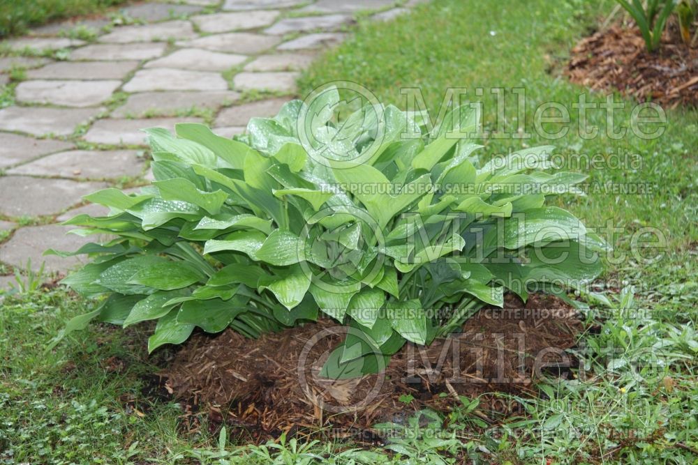 Hosta Montreal (Hosta funkia august lily) 1