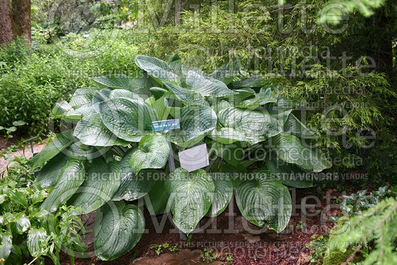 Hosta Montreal Blue Ice Storm (Hosta funkia august lily) 1