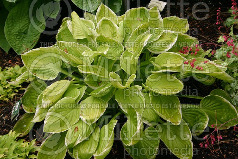 Hosta Moon Glow (Hosta funkia august lily) 1