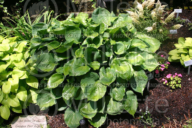 Hosta Moonlight Sonata (Hosta funkia august lily) 2 