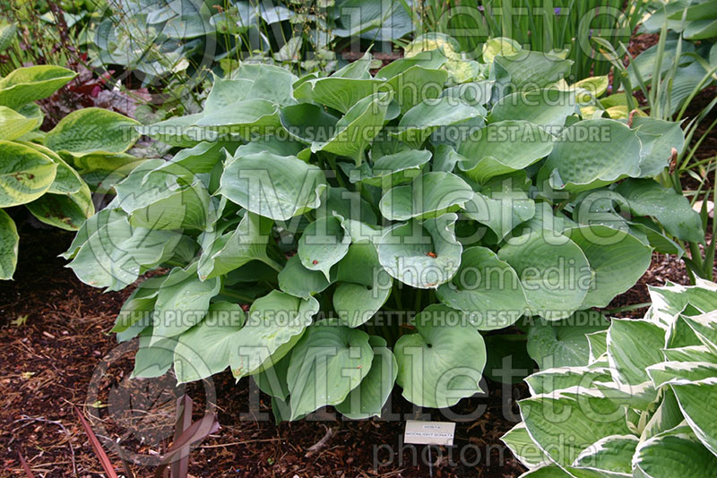 Hosta Moonlight Sonata (Hosta funkia august lily) 1 