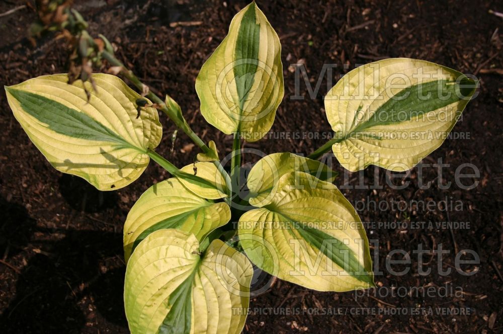 Hosta Moon Split (Hosta funkia august lily)  1