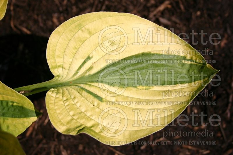 Hosta Moon Split (Hosta funkia august lily)  2