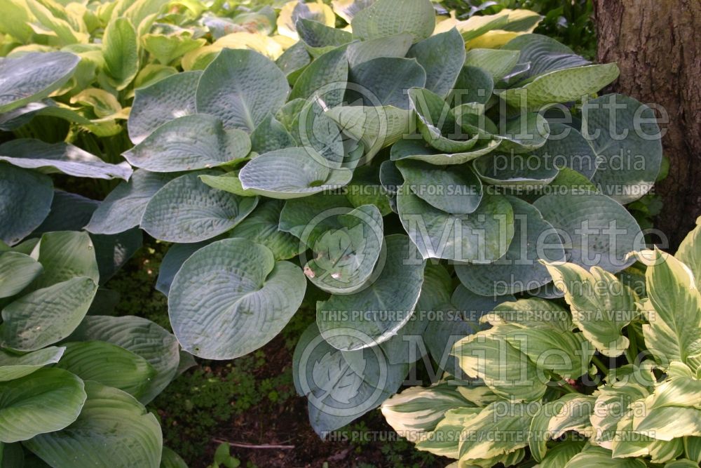 Hosta Moscow Blue (Hosta funkia august lily) 1 