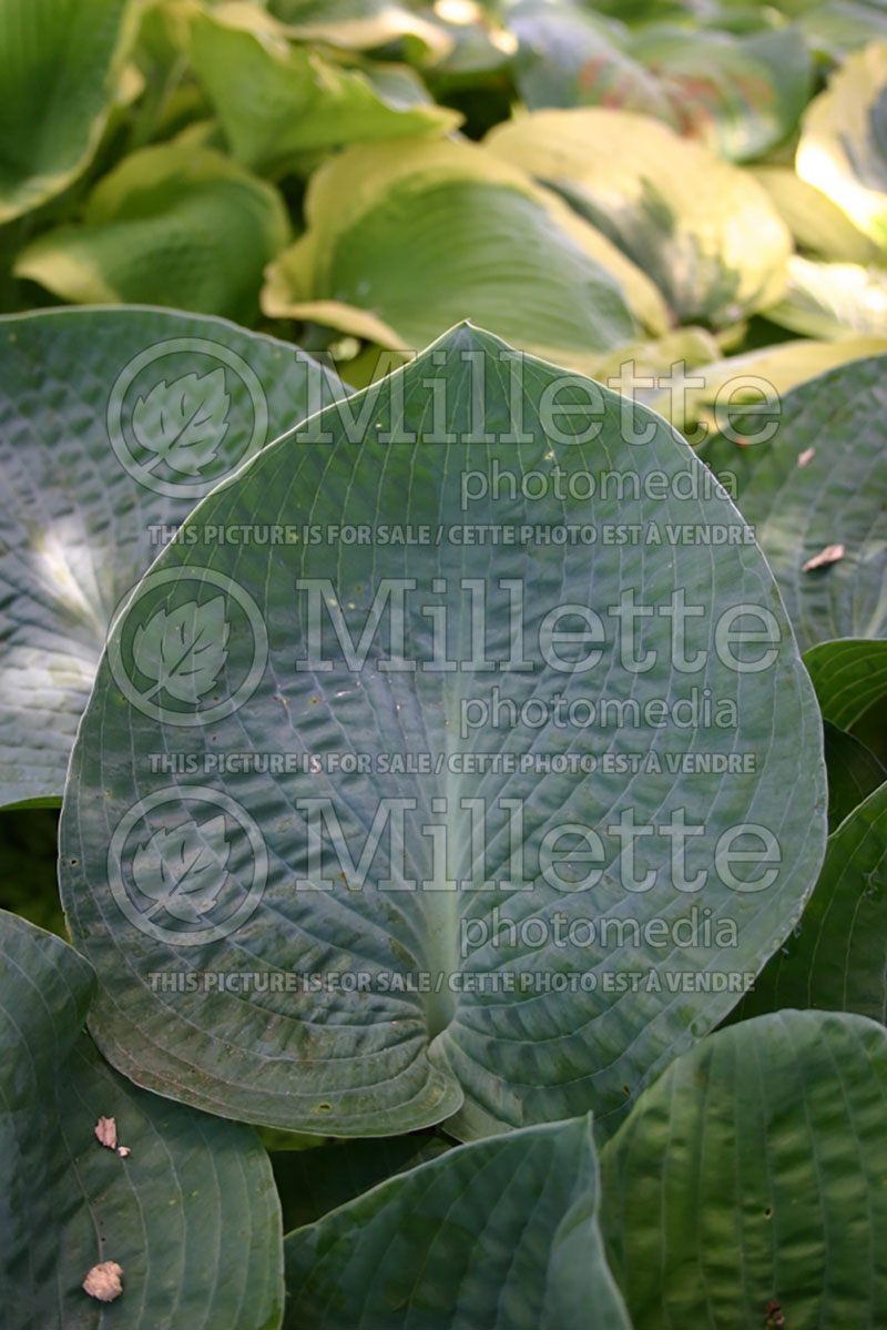 Hosta Moscow Blue (Hosta funkia august lily) 2 