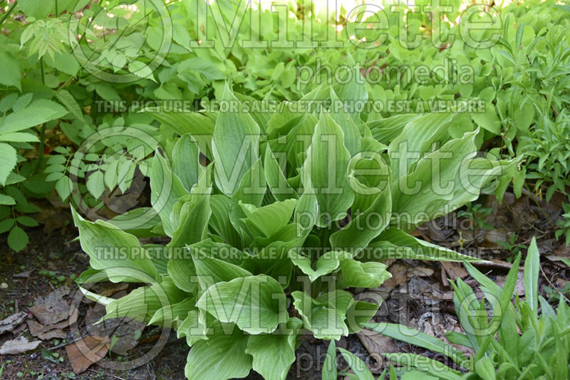 Hosta Mostly Ghostly (Hosta funkia august lily) 1 