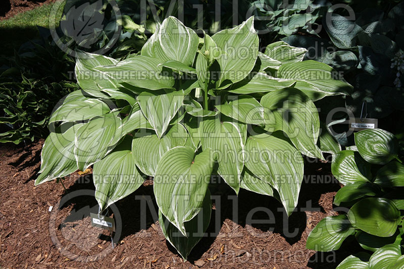 Hosta Mountain Snow (Hosta funkia august lily) 1