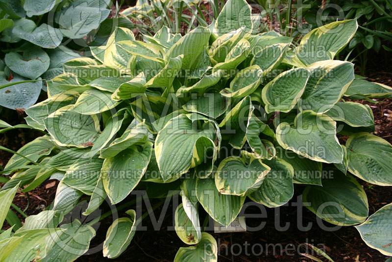 Hosta Mount Hope (Hosta funkia august lily)  1