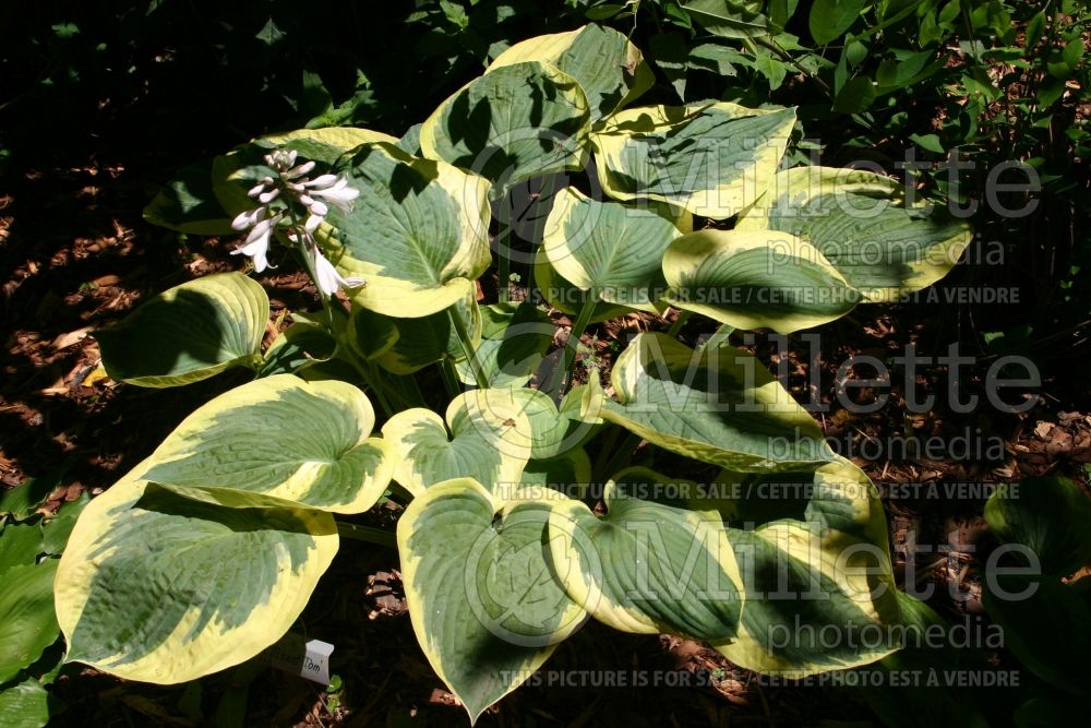 Hosta Mount Tom (Hosta funkia august lily) 1