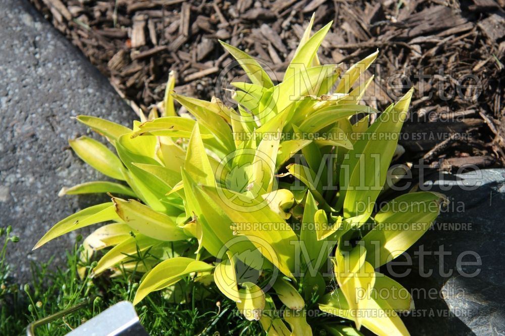 Hosta Munchkin Fire (Hosta funkia august lily) 1