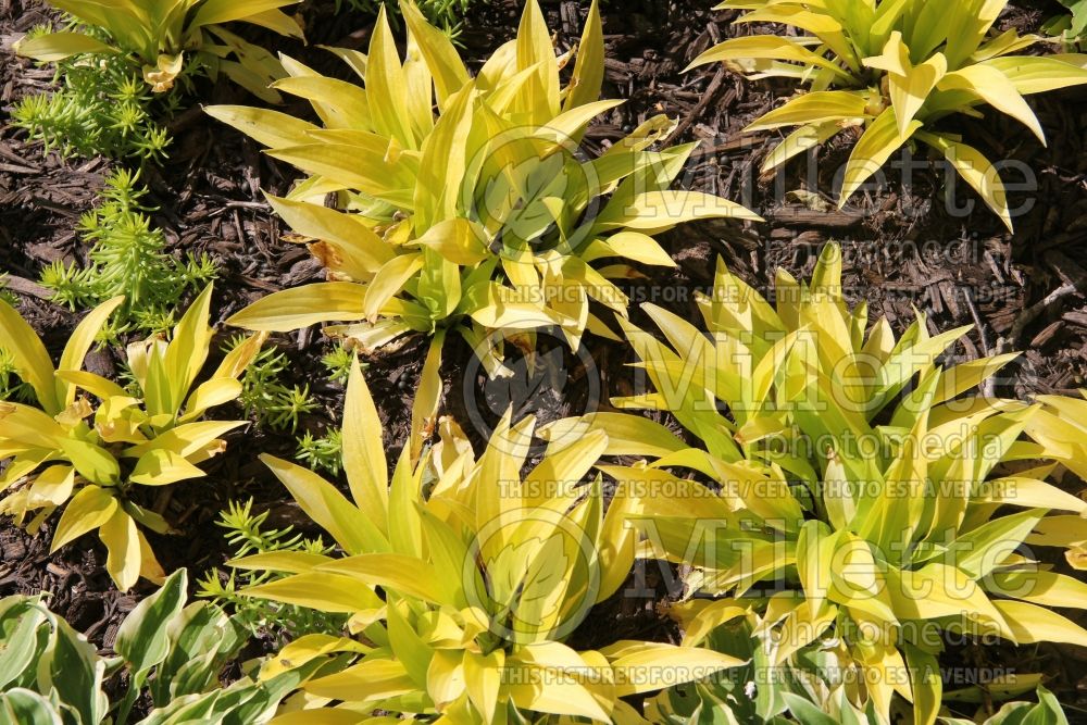 Hosta Munchkin Fire (Hosta funkia august lily) 2