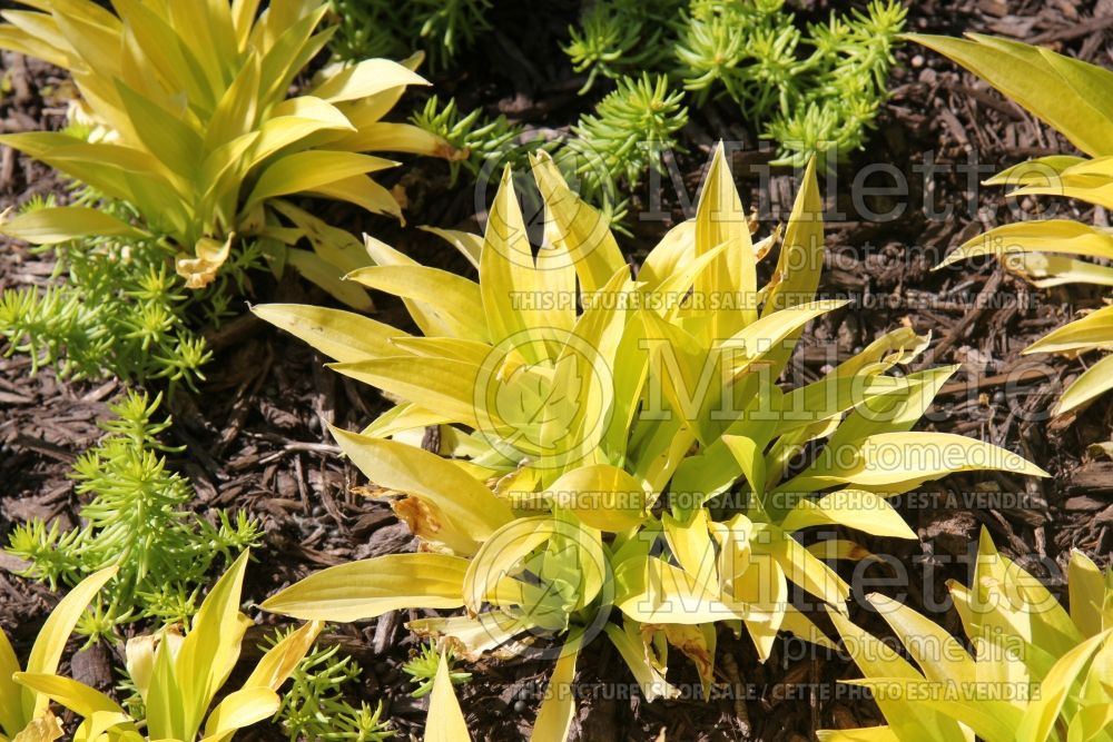 Hosta Munchkin Fire (Hosta funkia august lily) 3