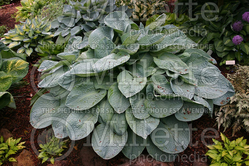 Hosta Muriel Seaver Brown (Hosta funkia august lily) 1