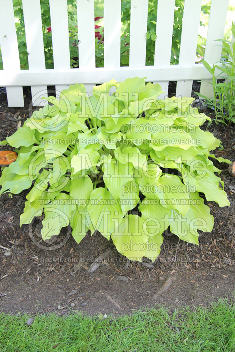 Hosta Nancy (Hosta funkia august lily) 1 