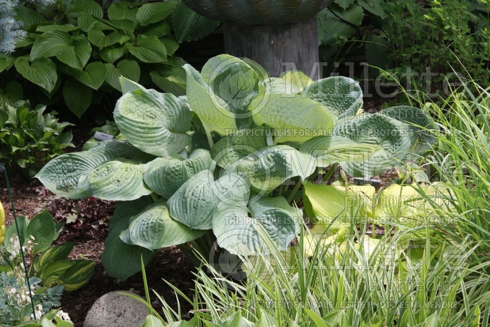 Hosta Nancy Gill (Hosta funkia august lily) 1