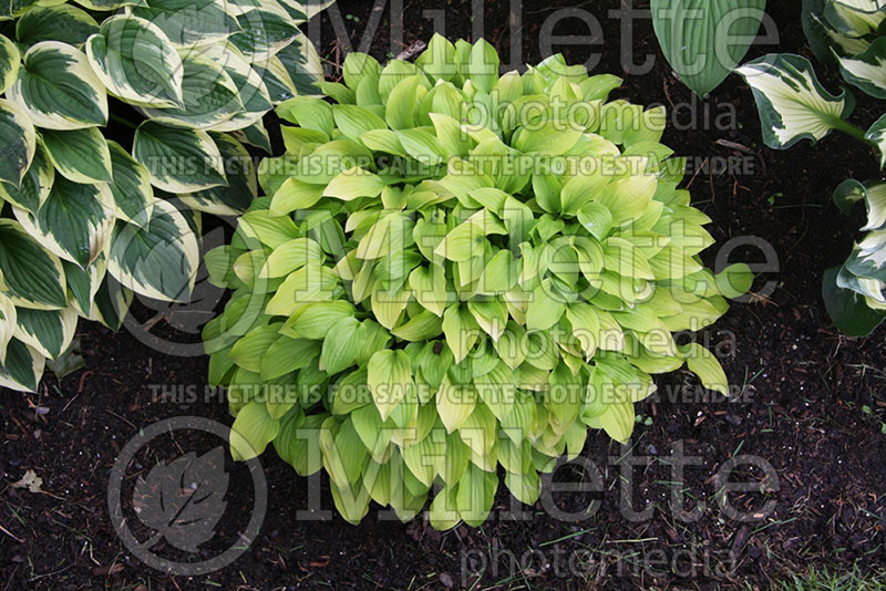 Hosta Nancy Lindsay (Hosta funkia august lily) 1