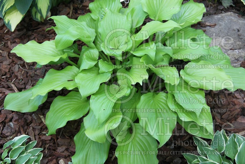 Hosta Nancy (Hosta funkia august lily) 2 