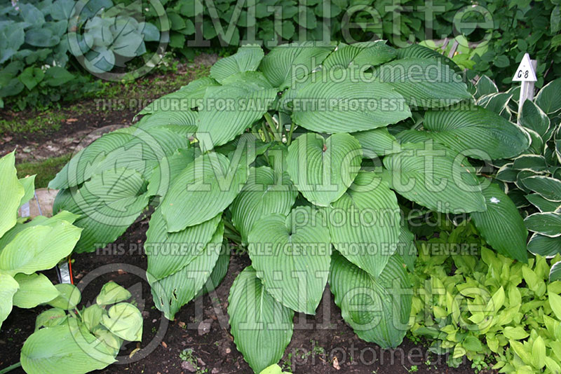 Hosta Niagara Falls (Hosta funkia august lily) 1