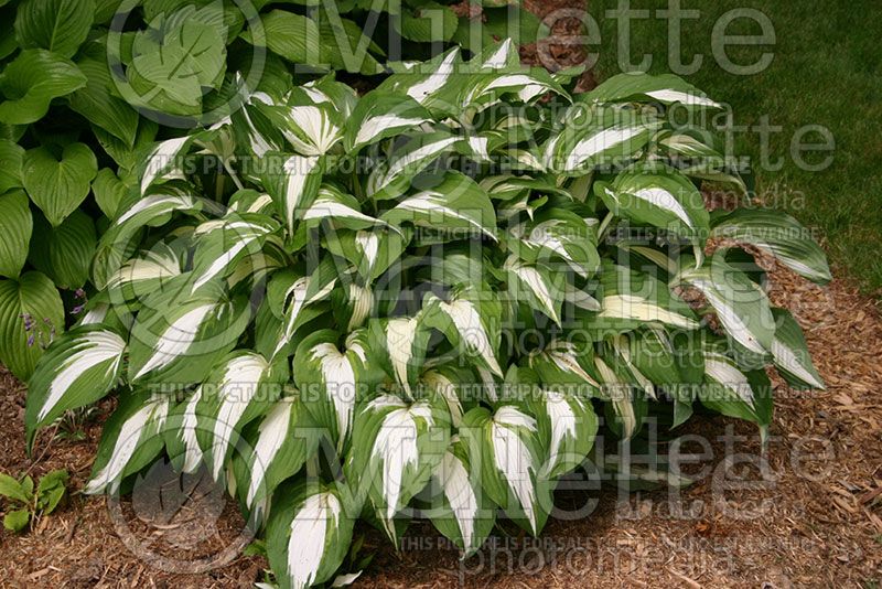 Hosta Night Before Christmas (Hosta funkia august lily) 1