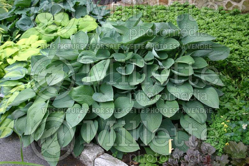 Hosta nigrescens (Hosta funkia august lily)  1