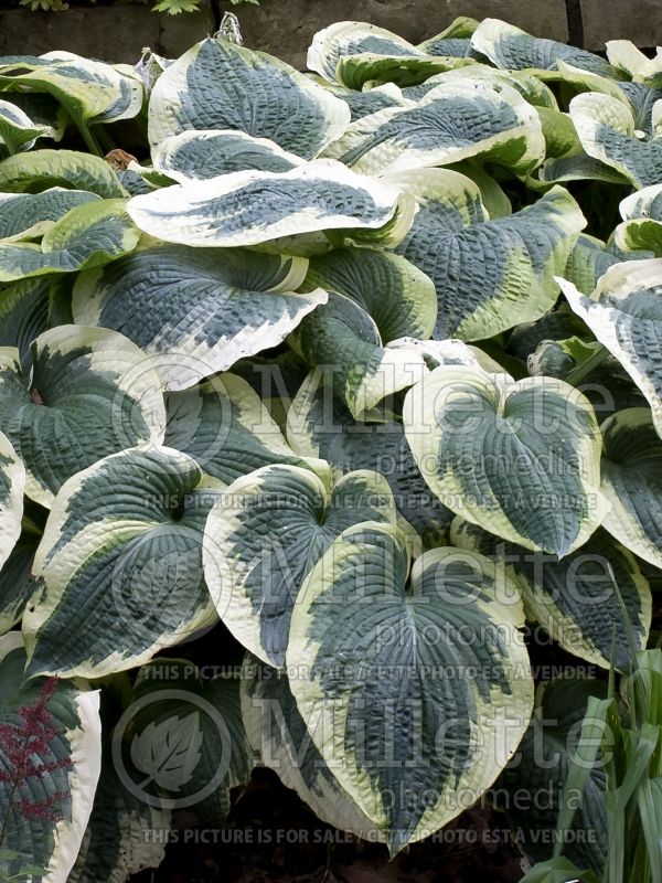 Hosta Northern Exposure (Hosta funkia august lily) 2 