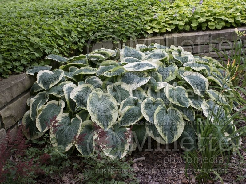 Hosta Northern Exposure (Hosta funkia august lily) 3 