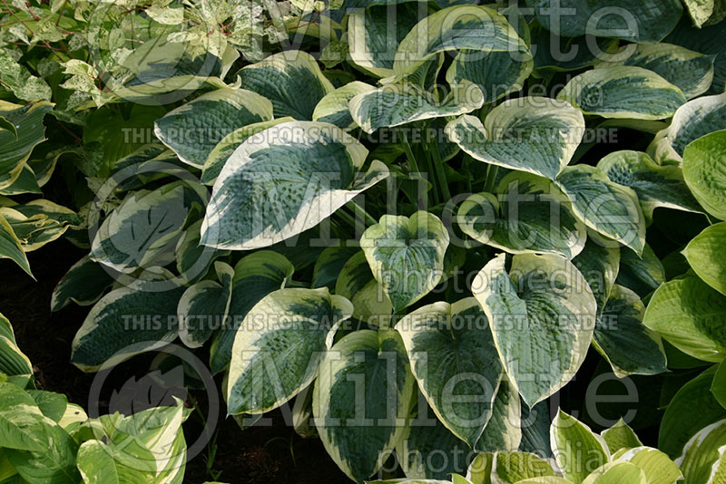 Hosta Northern Exposure (Hosta funkia august lily) 1 