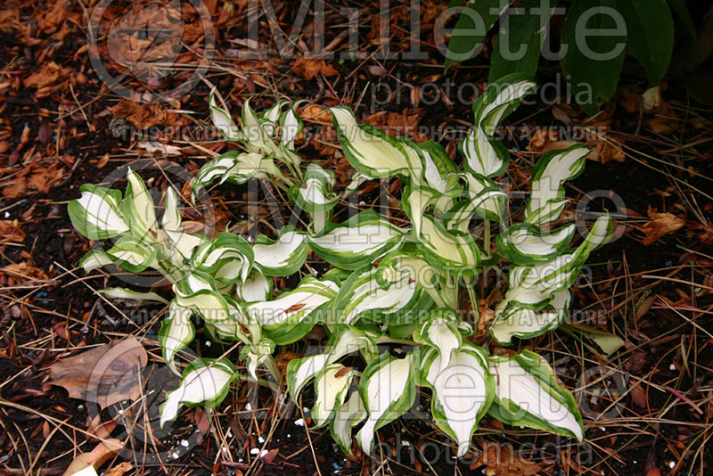 Hosta Northern Sunray (Hosta funkia august lily) 1