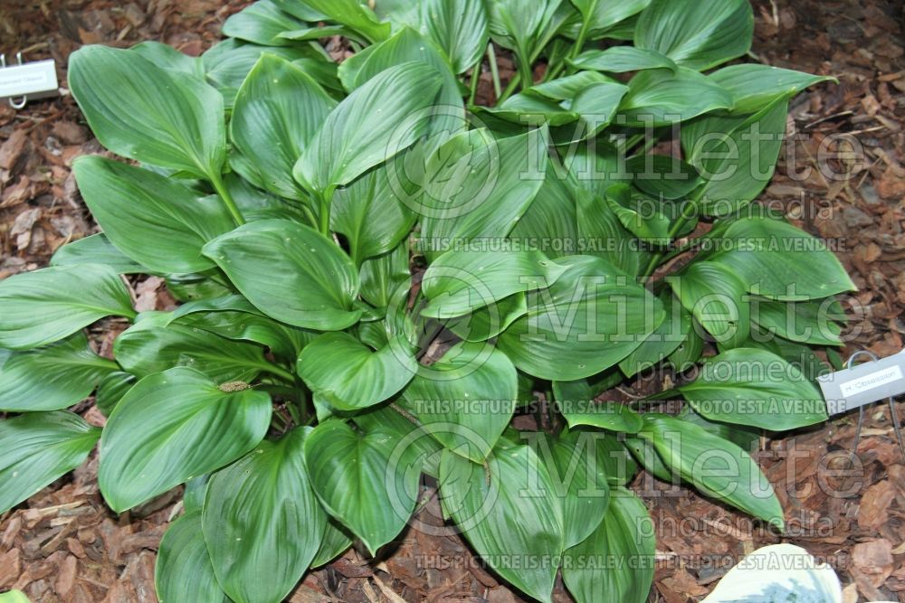 Hosta Obsession (Hosta funkia august lily) 1 