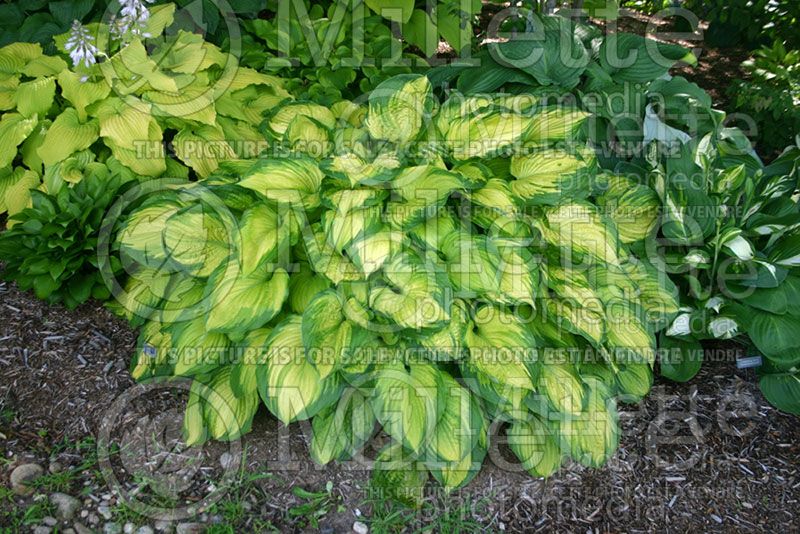 Hosta Old Glory (Hosta funkia august lily) 2