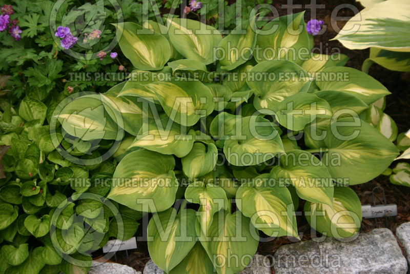 Hosta Olive Branch (Hosta funkia august lily)  1