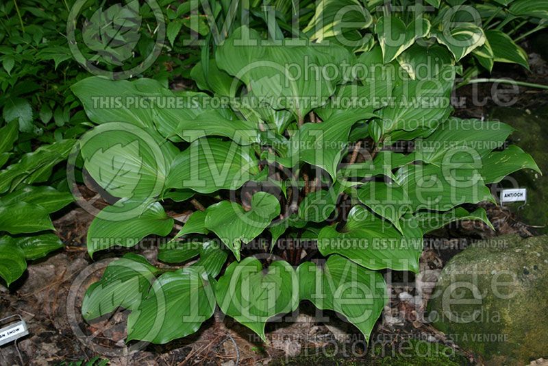 Hosta One Man's Treasure (Hosta funkia august lily) 2