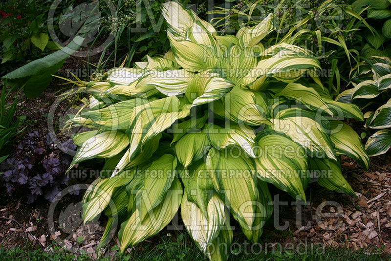 Hosta On Stage aka Hosta Choko Nishiki (Hosta funkia august lily) 1