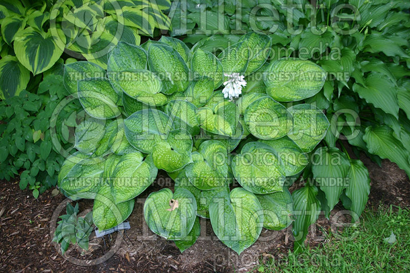 Hosta On the Edge (Hosta funkia august lily) 1