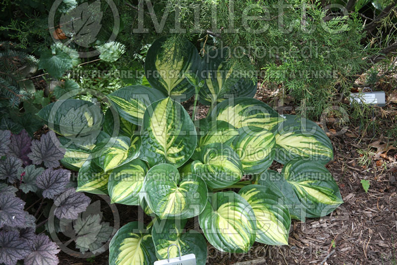 Hosta Ooh La La (Hosta funkia august lily)  1