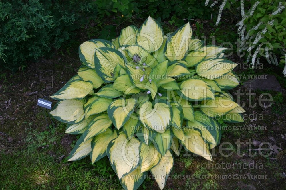 Hosta Orange Marmalade (Hosta funkia august lily) 1 